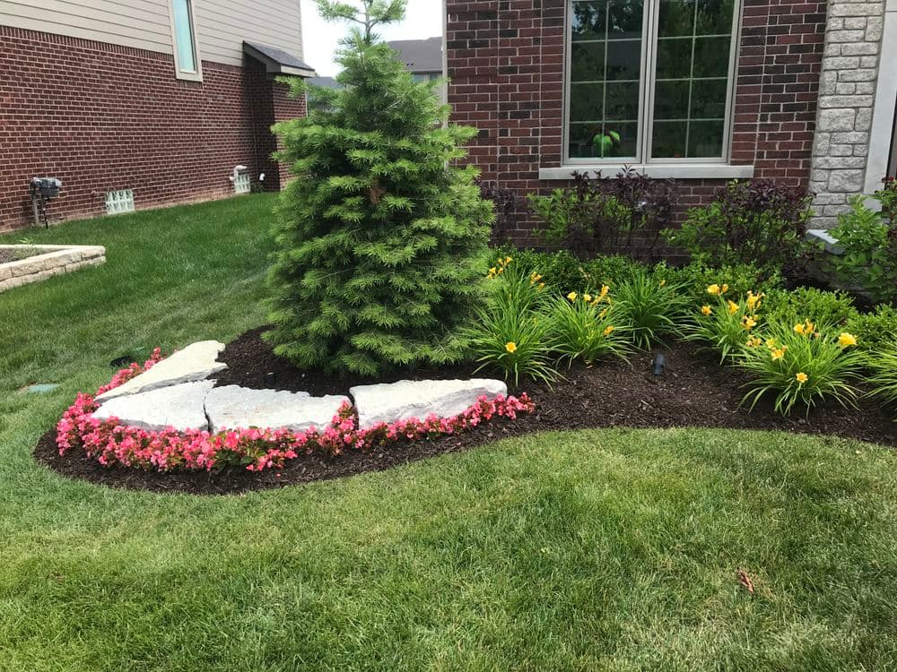 Landscape design featuring a spruce tree, pink begonias, and yellow daylilies in a garden bed.